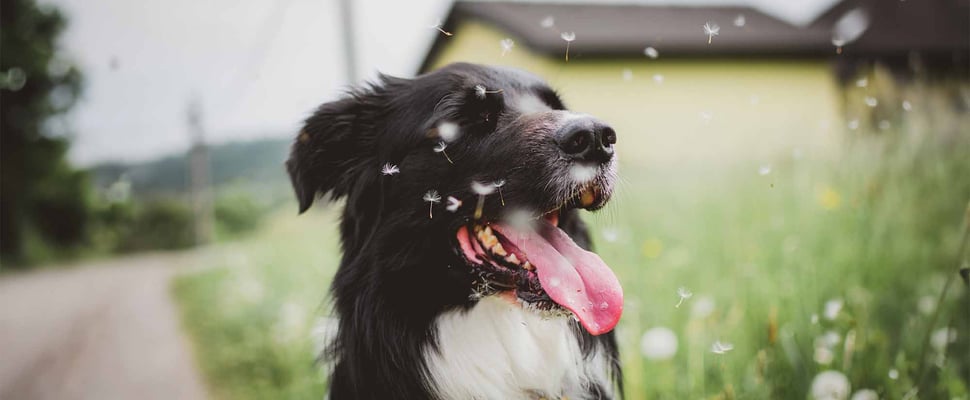 dog sitting close to floating dandelion seeds
