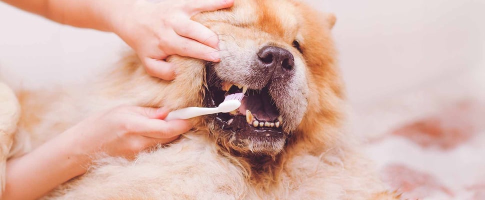 a dog having its teeth cleaned