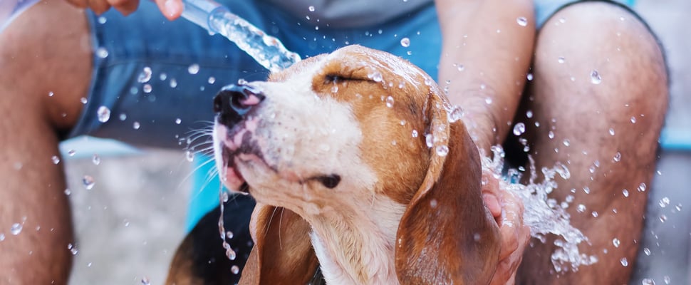 A beagle being hosed down.