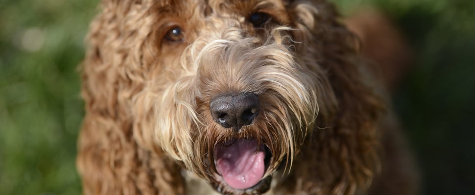 A close-up image of a brown Cockapoo.