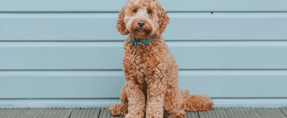 a cockapoo with a teddy bear cut haircut