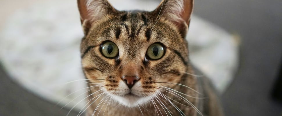 Sokoke cat with wide eyes looking into camera