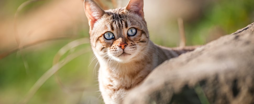 A cat peeking outdoors.