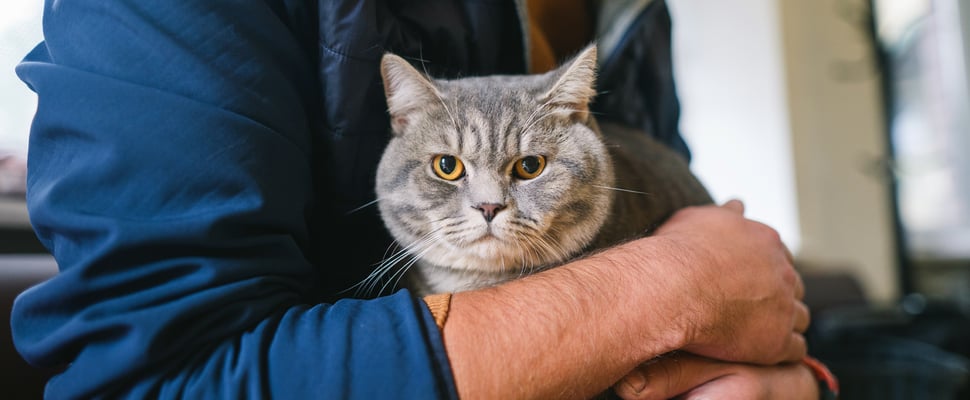 A cat being held in a man's arms.