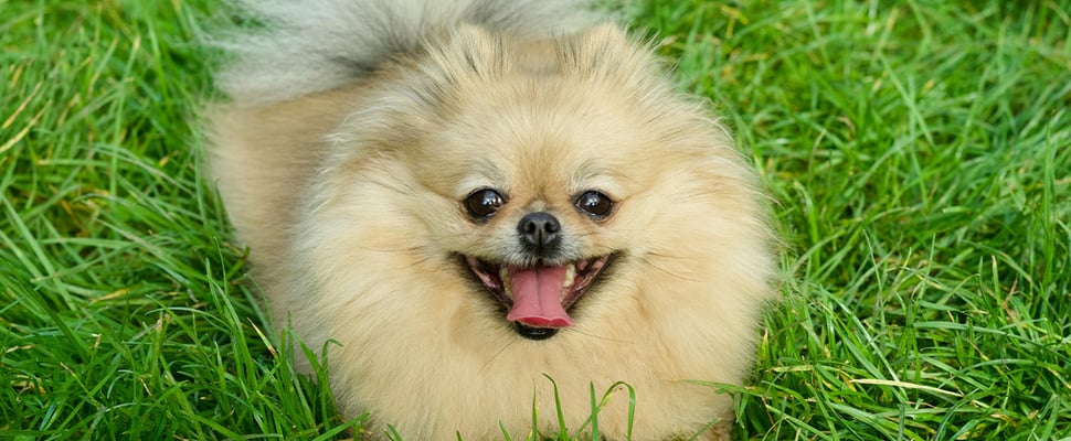 Pomeranian with mouth open sitting in grass