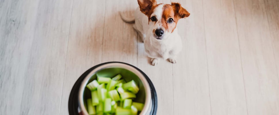jack russell waiting patiently for his bowl of celery which is being held by owner above him