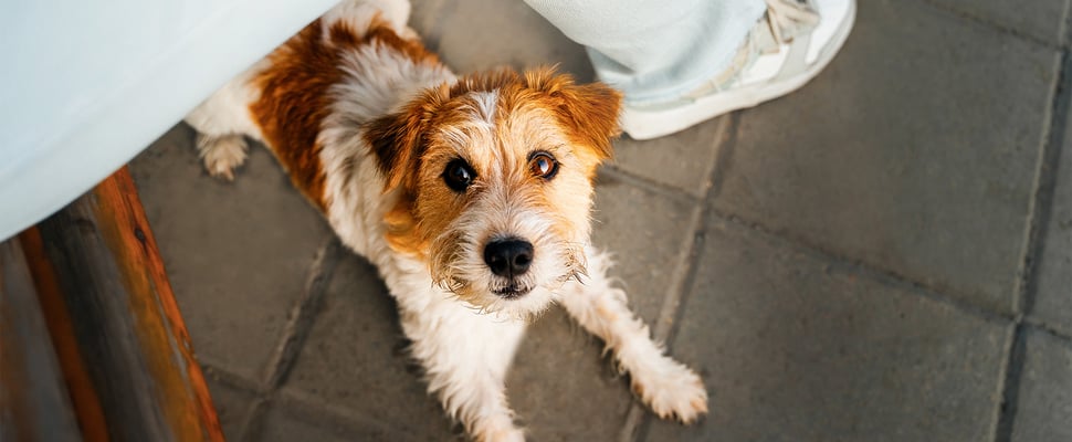 Fluffy Jack Russell lying on ground looking up