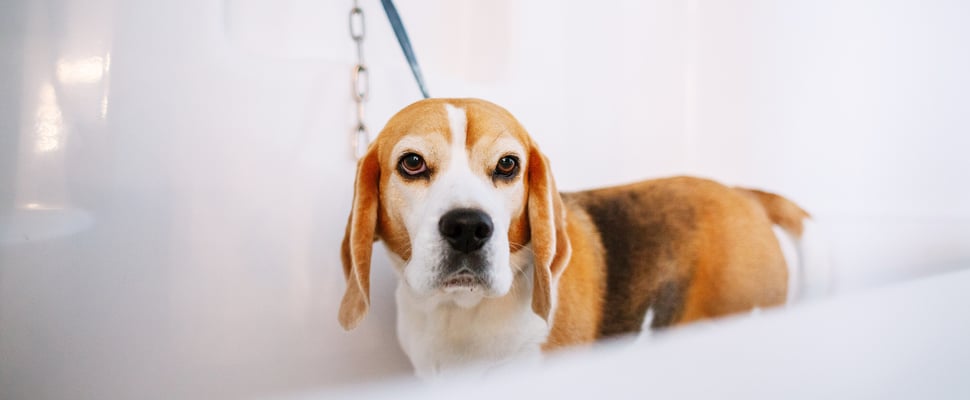 A beagle standing in the bath waiting to be groomed.