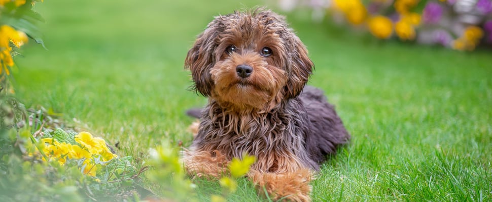 sable maltipoo lying on grass
