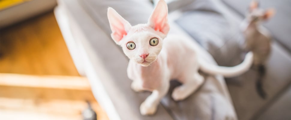 White Devon Rex cat staring up at camera from a couch