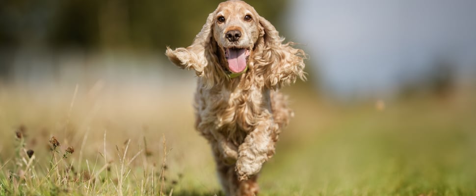 Older Golden Cocker Spaniel running in a field
