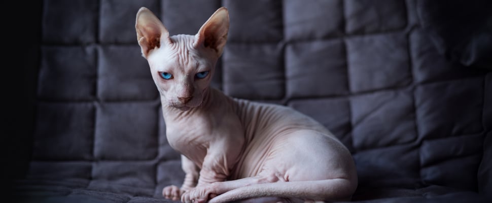Minskin cat sitting on sofa