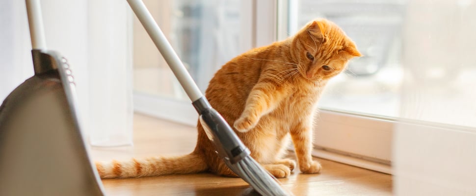 Ginger cat playing with a broom on wooden floor