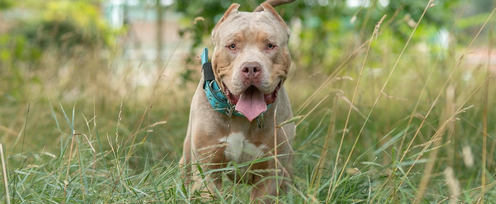 An XL Bully bounding through grass.