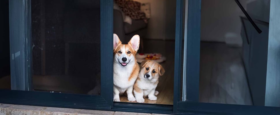 a puppy being introduced to an adult dog