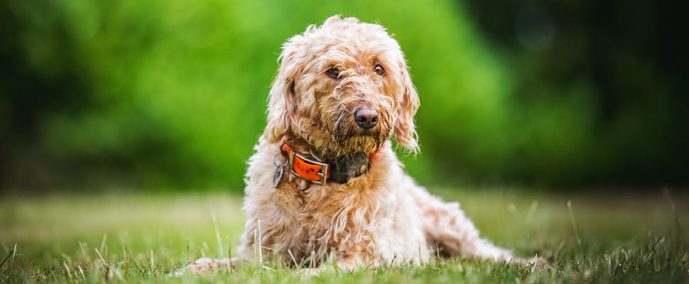 Labradoodle lying on grass
