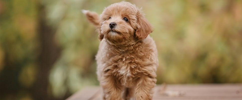 A puppy Maltipoo standing outdoors.