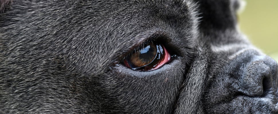 Close up of French Bulldog's red eye.