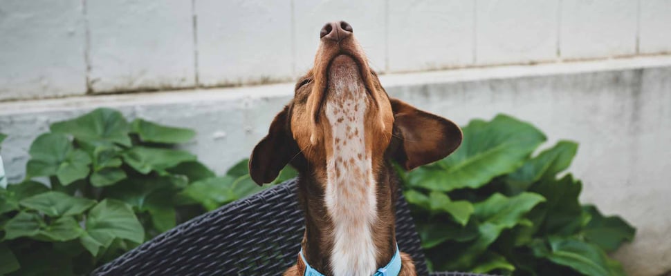 A dog straining its neck to look up