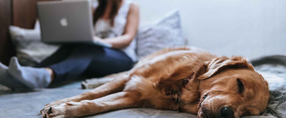 dog laying down by woman on laptop