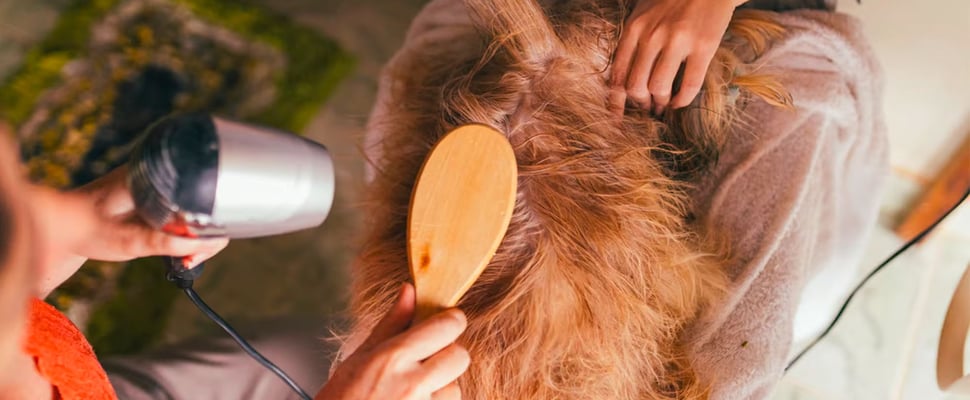 a cockapoo being groomed
