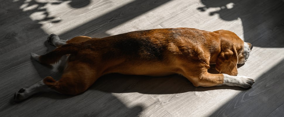A dog splooting with his back and front legs outstretched.