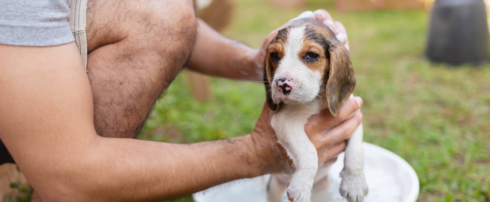 A puppy being bathed outdoors.