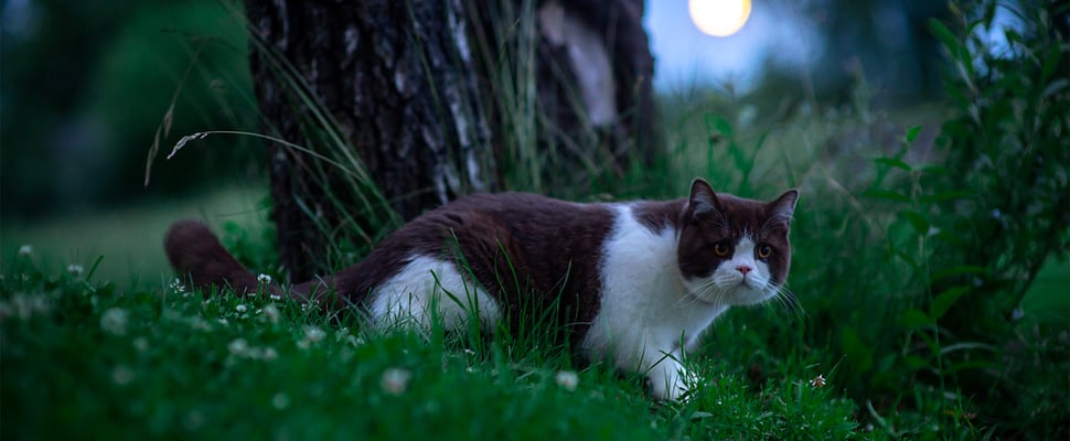 cat walking through forest in the dark