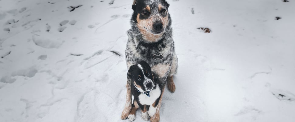a puppy and an adult dog in the snow