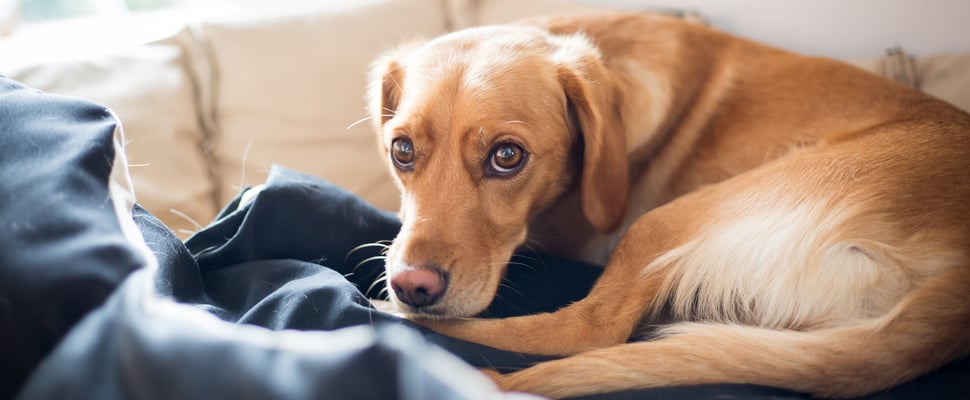 Golden spaniel lying on a couch looking a bit scared