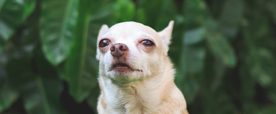 A white Chihuahua with his ears back. He is stood against a leafy background.