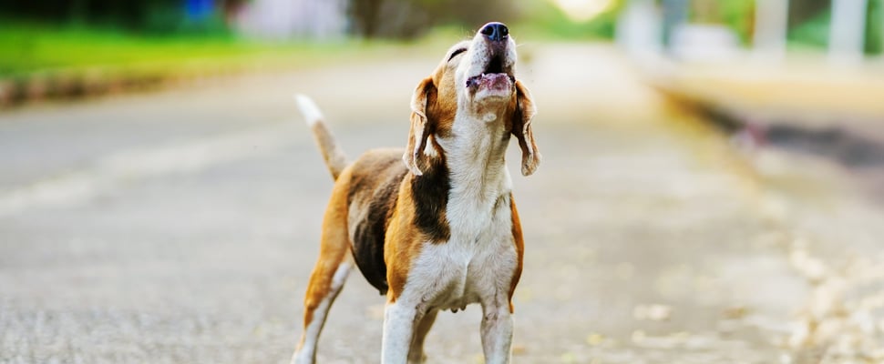 A beagle howling outdoors.