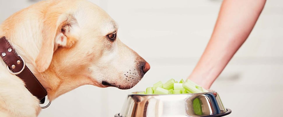 labrador looking into his metal bowl of chopped up celery
