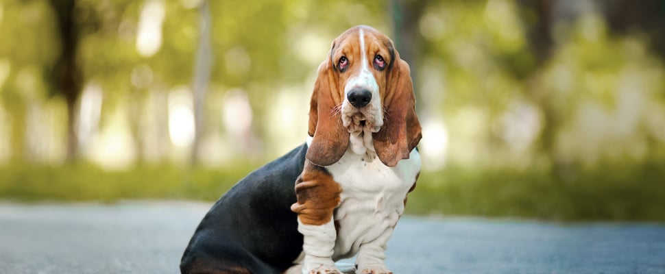 A Basset Hound sitting on the floor outdoors.