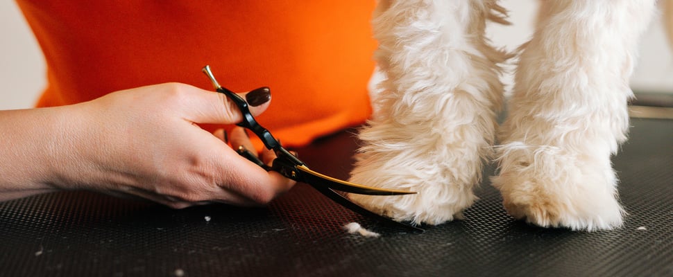 A labradoodle having his feet trimmed.