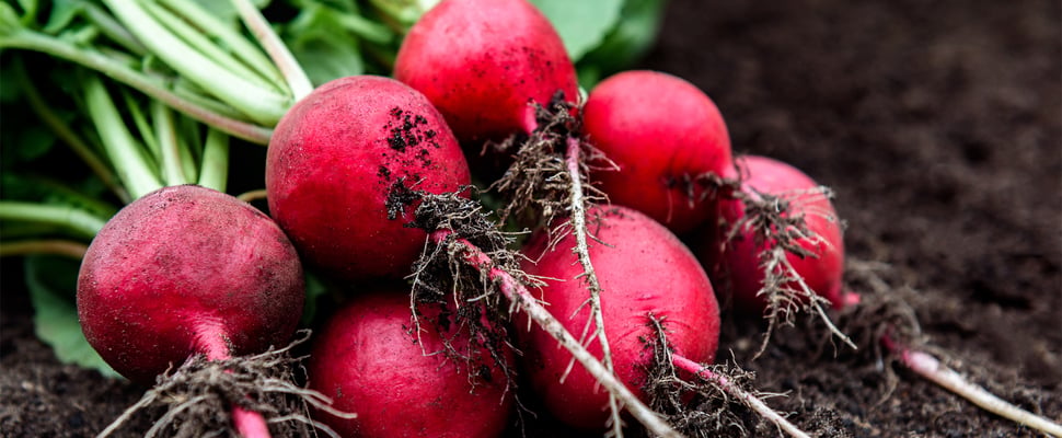 bunch of radishes on top of soil