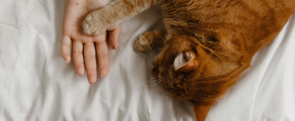 A ginger cat laying on a white sheet and holding their owners hand.