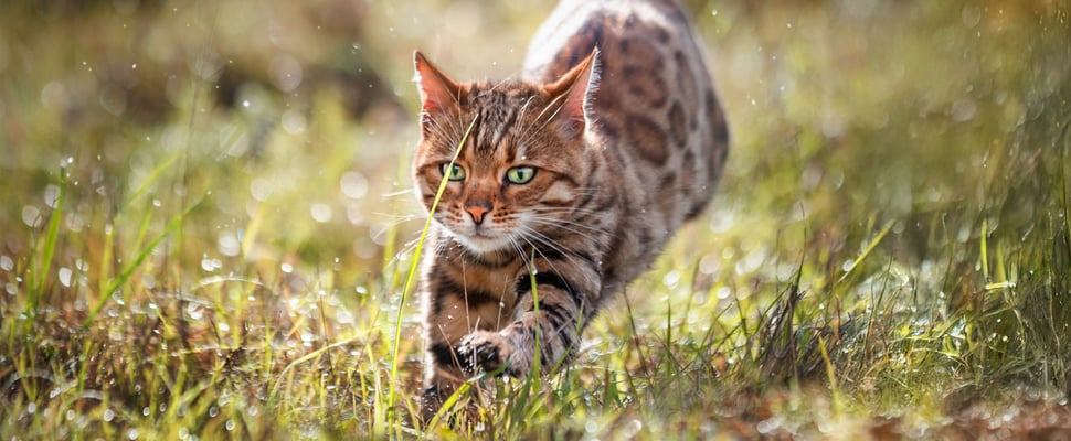 Bengal cat running through grass
