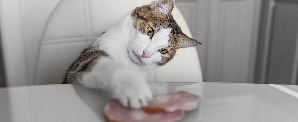 cat sitting at white table eating ham