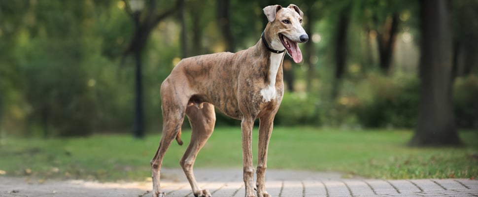 A greyhound stood outdoors on tiles.