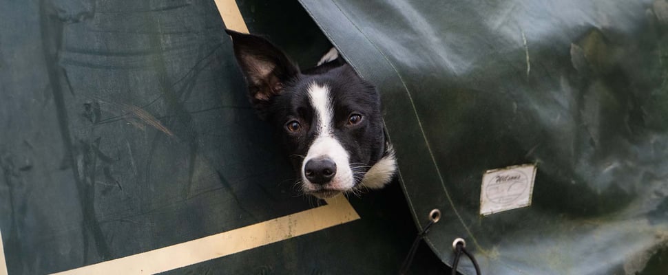 border collie looking out of a tent
