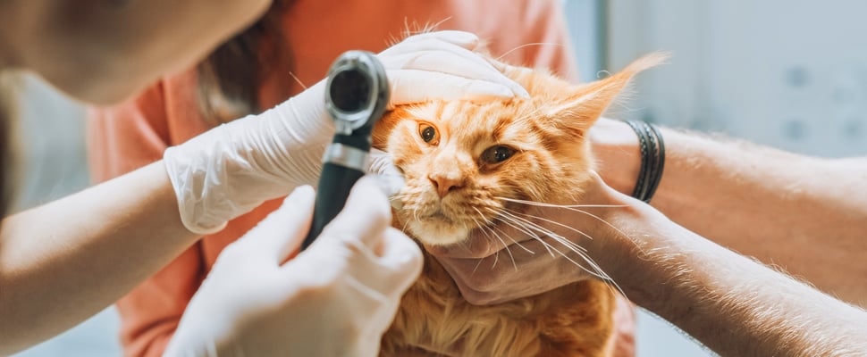 Ginger cat having eyes checked at vet