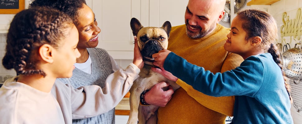 A french bulldog being held and cuddled by their family.