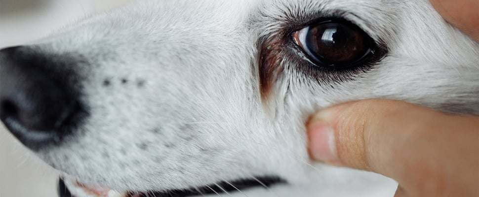 A close up of a white Terrier's weepy eye stains.