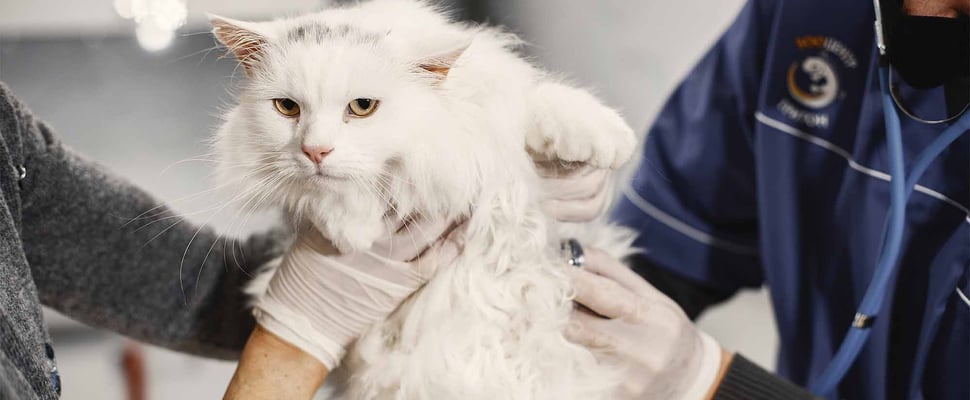 white cat being held by vet