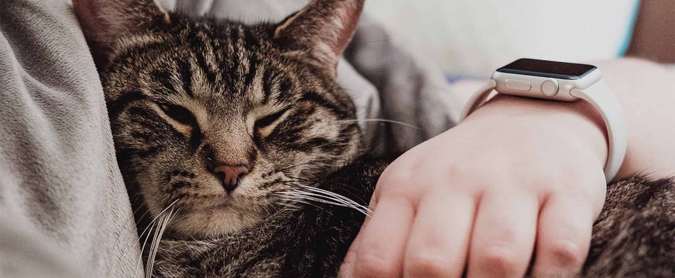owner cuddling cat