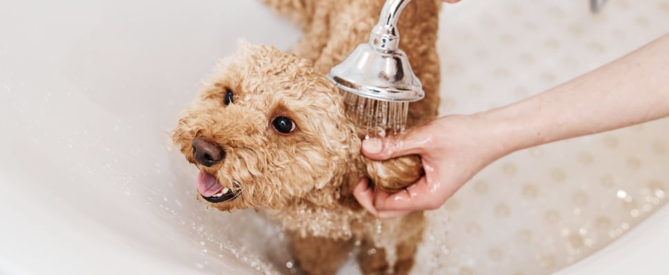 A Cockapoo having his ears washed.