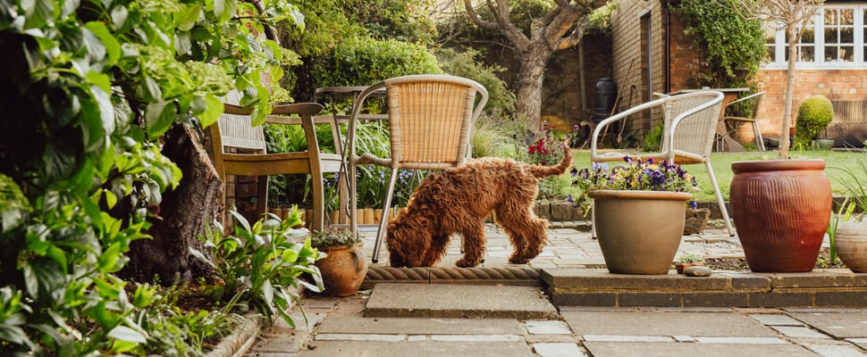 A brown dog sniffing around outdoor patio furniture.