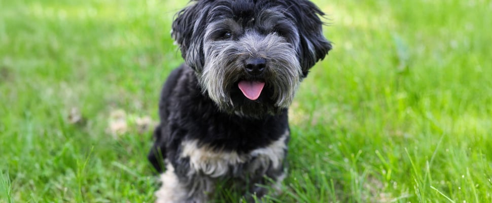 black and grey maltipoo sitting on grass with tongue out