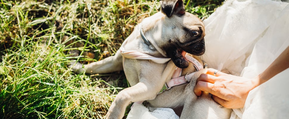 A pug being silly and biting her harness in the grass.